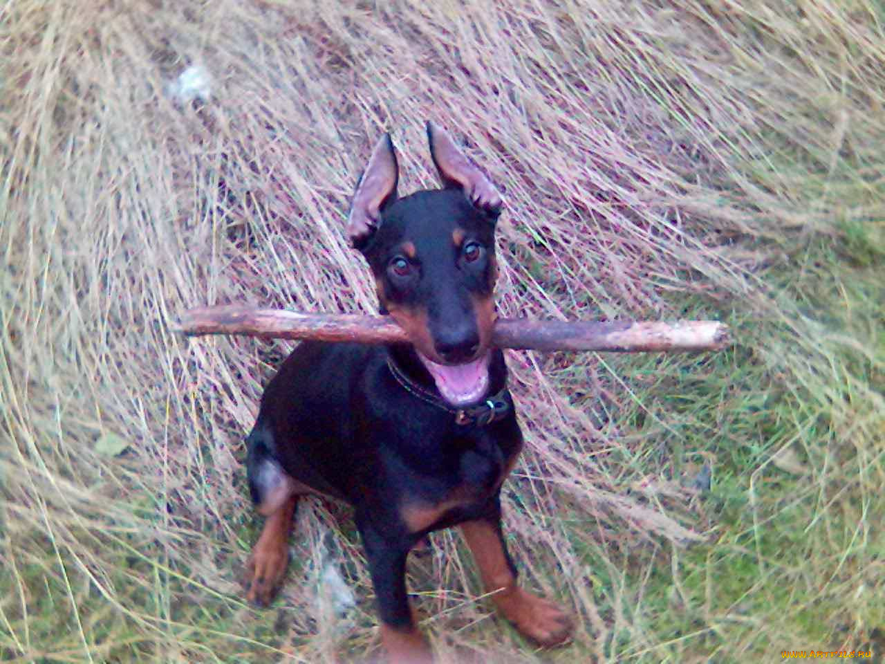 лойд, животные, собаки