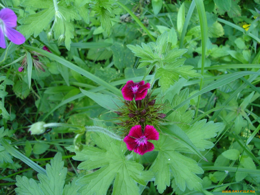 цветы, гвоздики