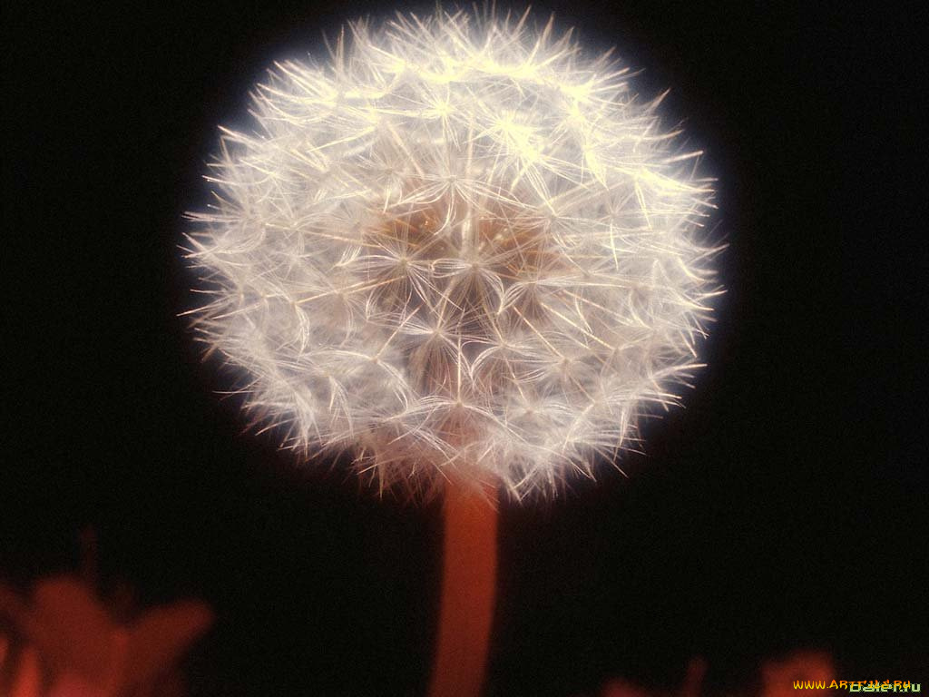 цветы, одуванчики