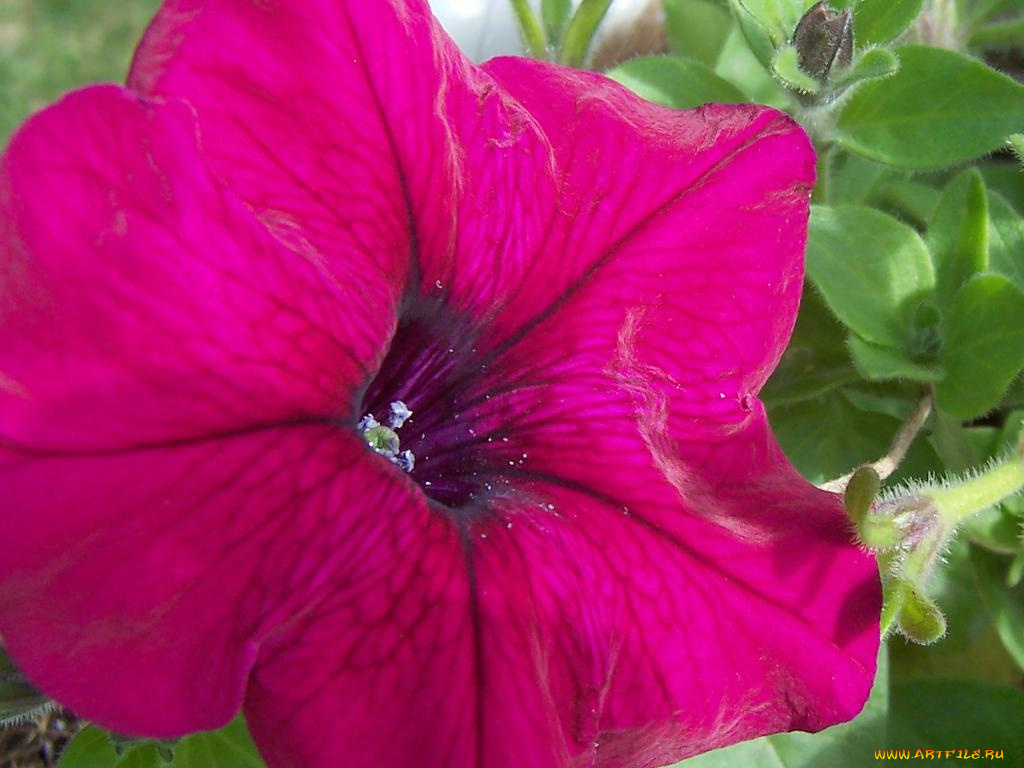 цветы, петунии, калибрахоа