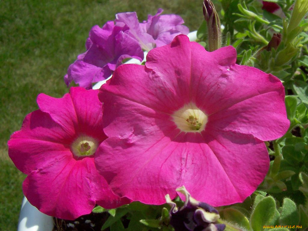 цветы, петунии, калибрахоа