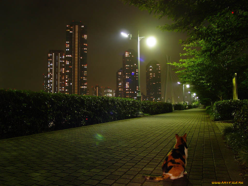 животные, коты