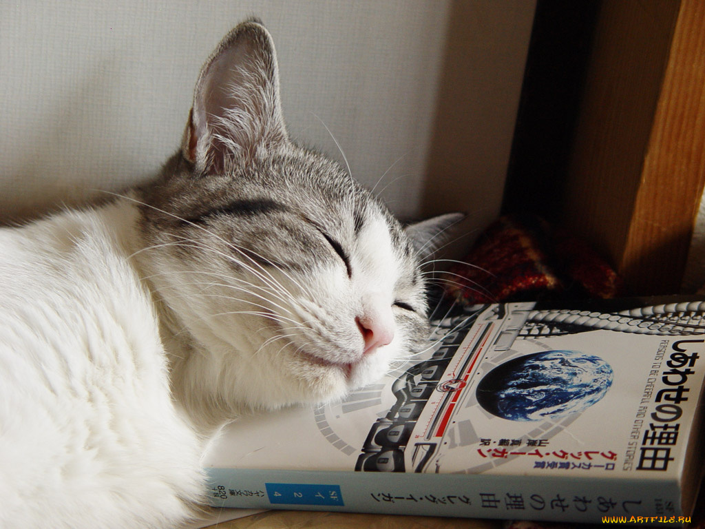 животные, коты