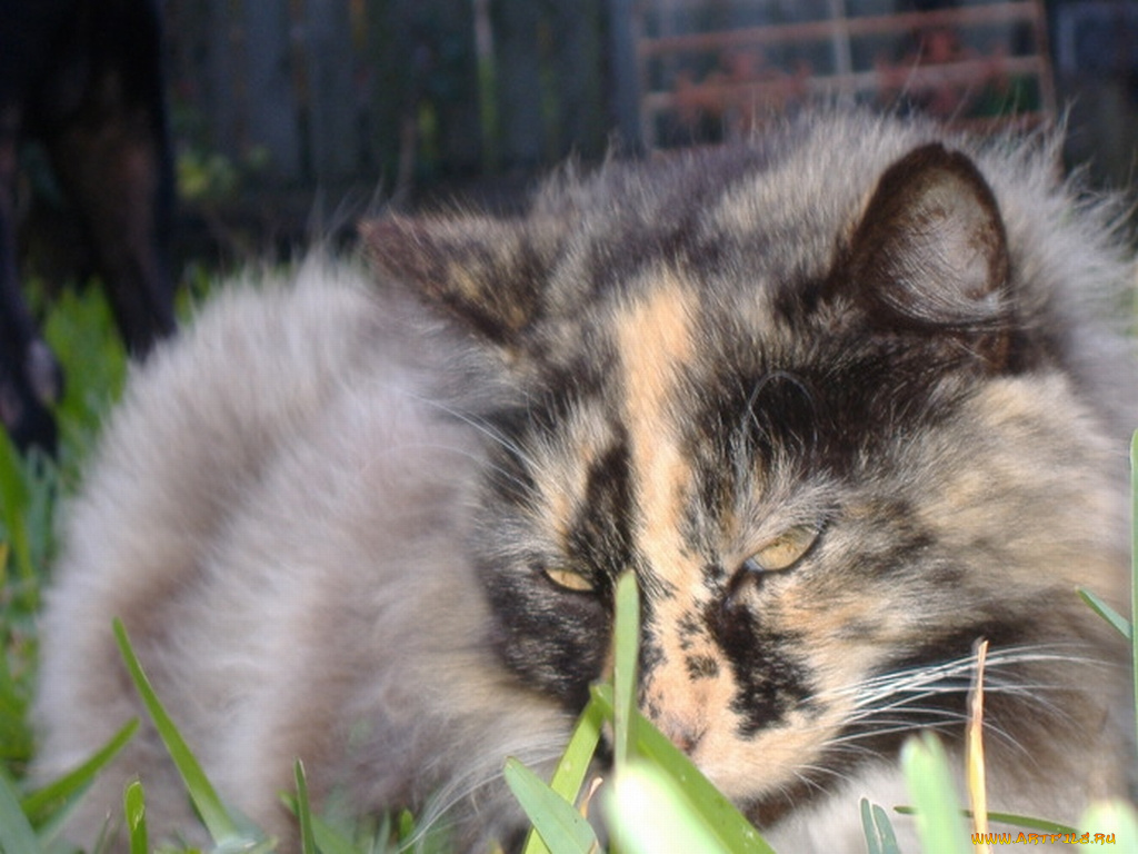 животные, коты