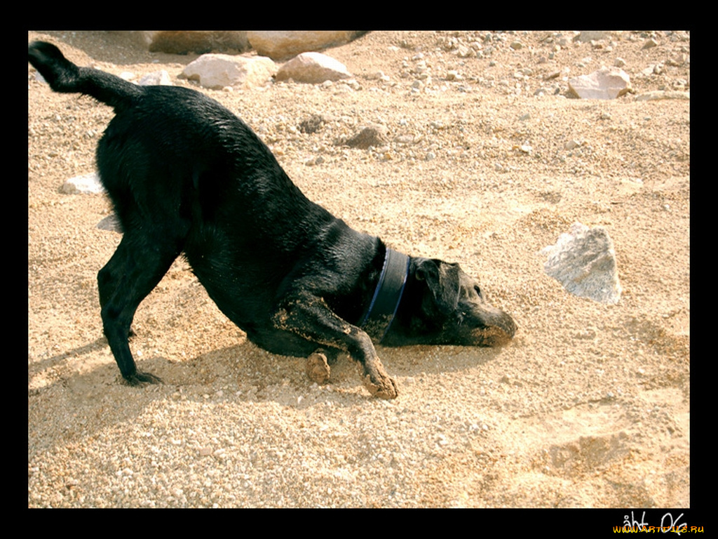 животные, собаки