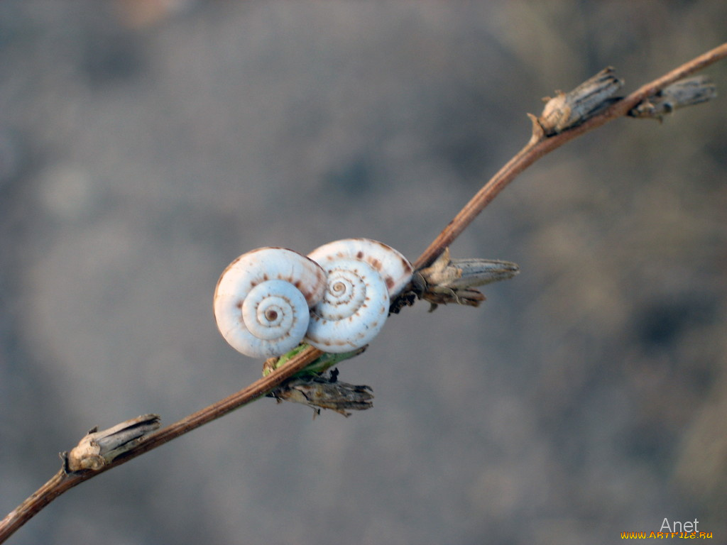 животные, улитки