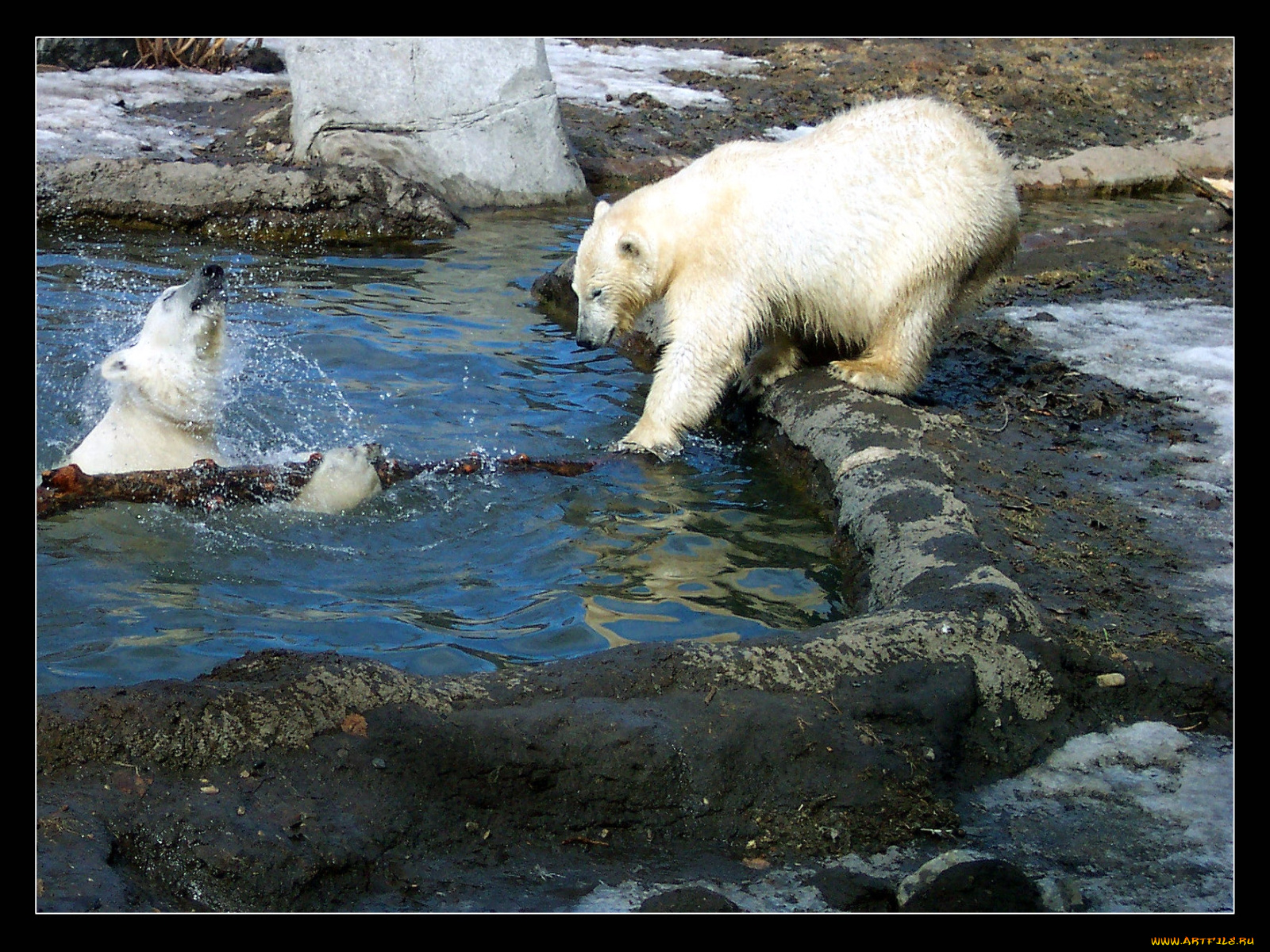 животные, медведи