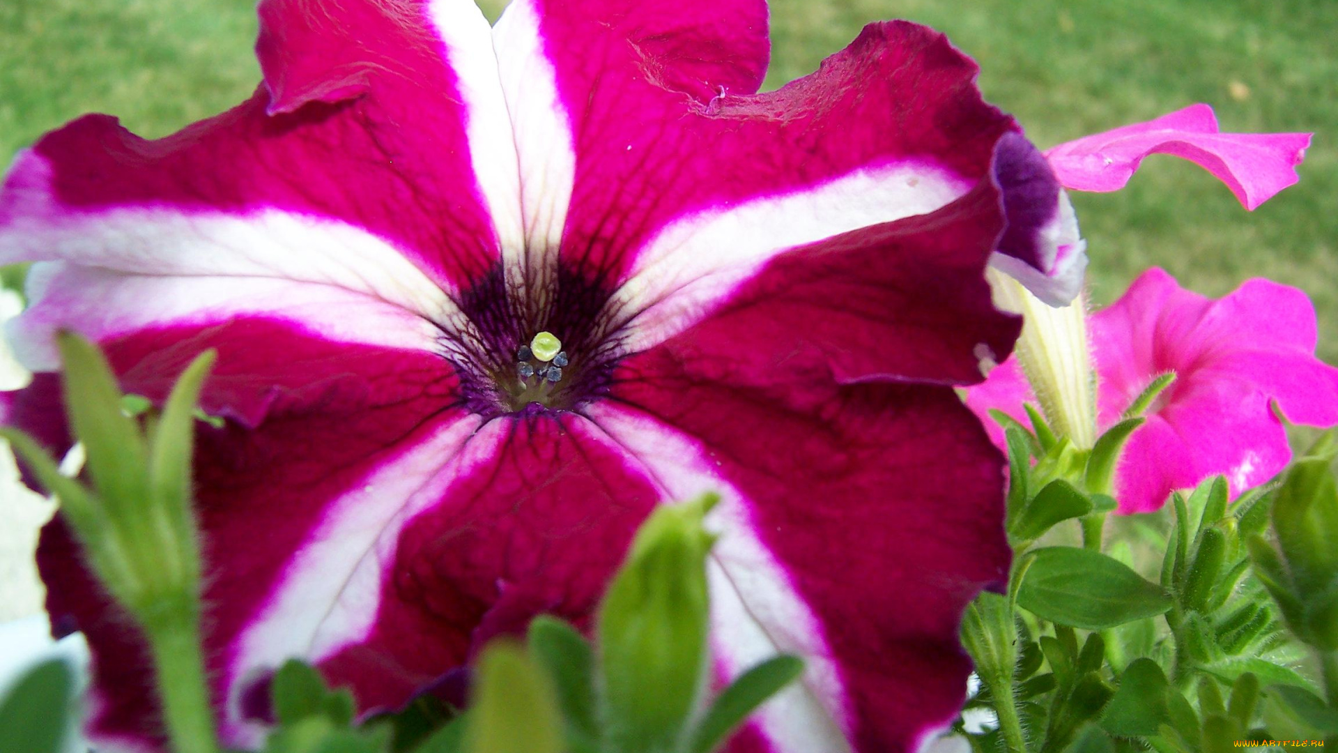 цветы, петунии, калибрахоа