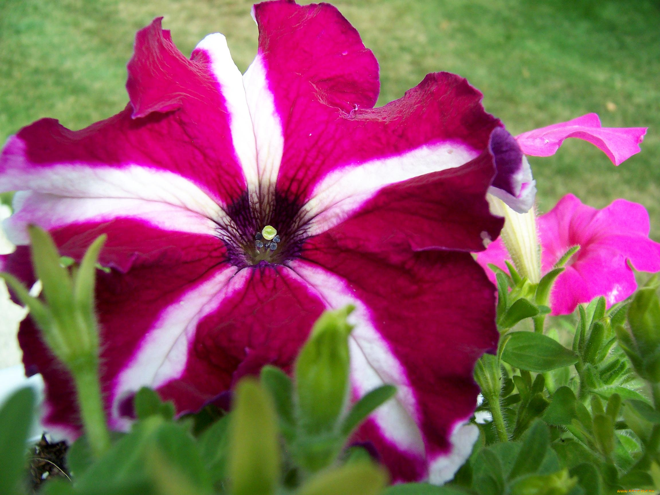 цветы, петунии, калибрахоа