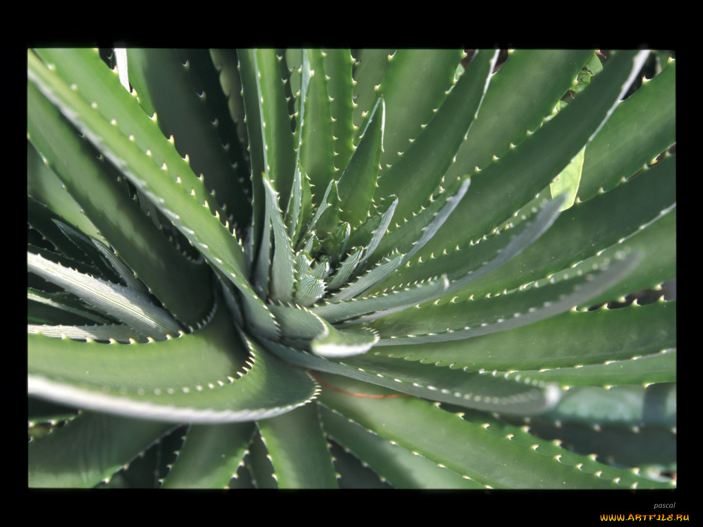 цветы, кактусы