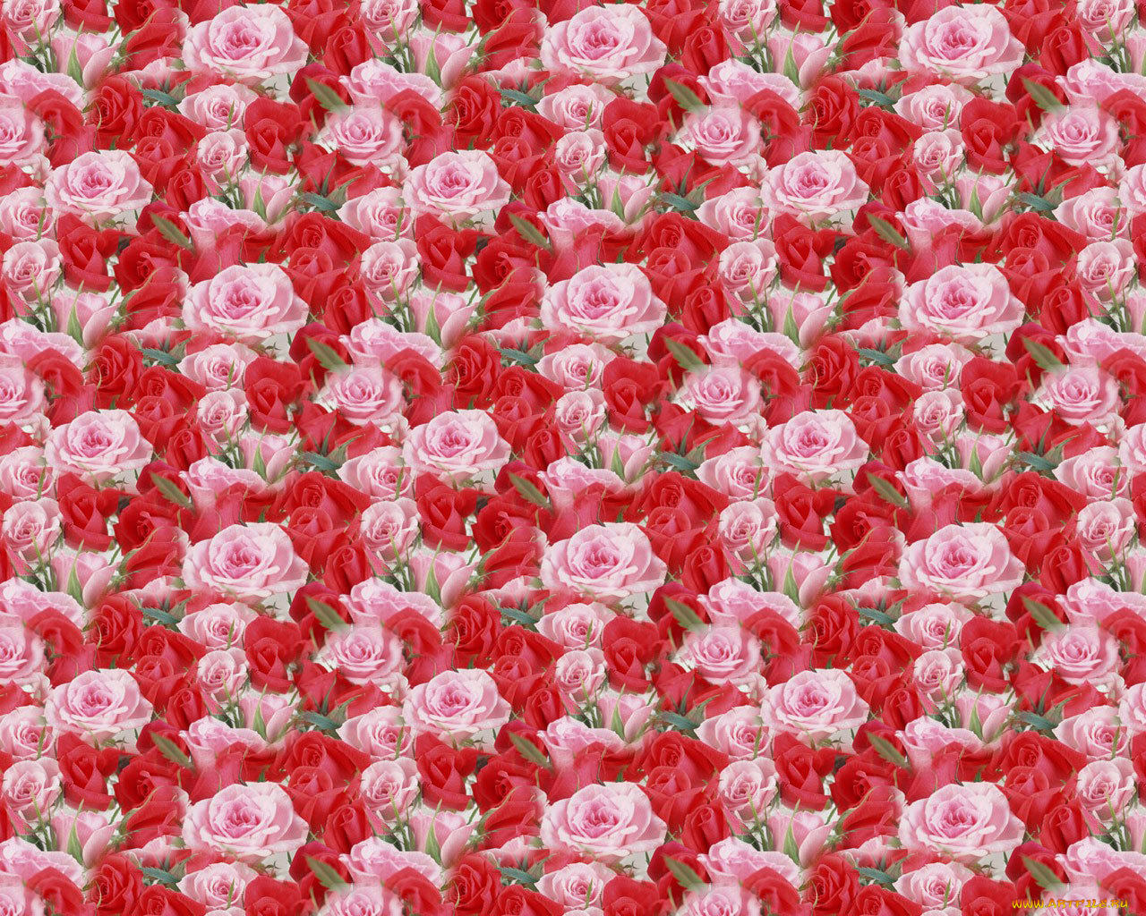 цветы, розы