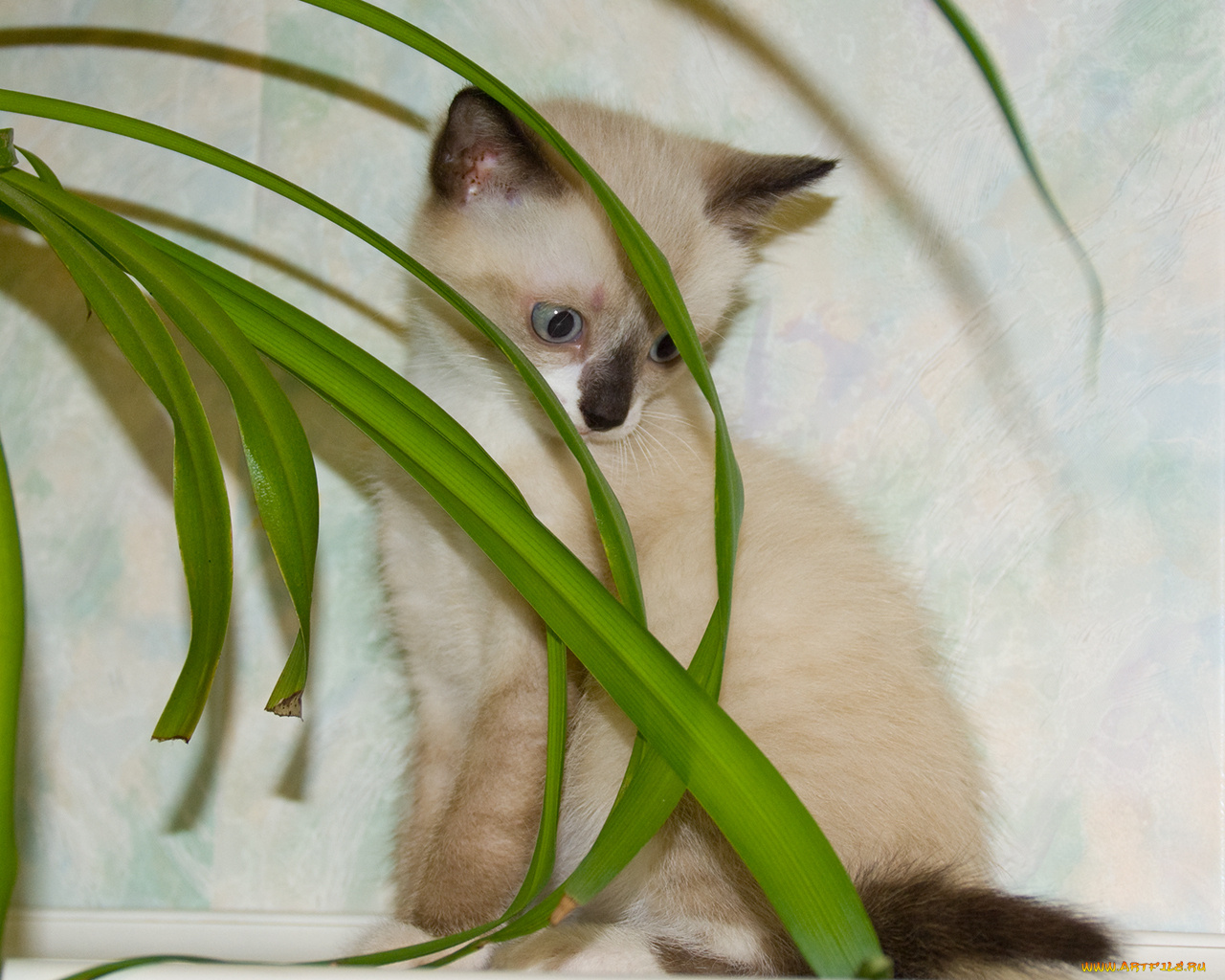 животные, коты