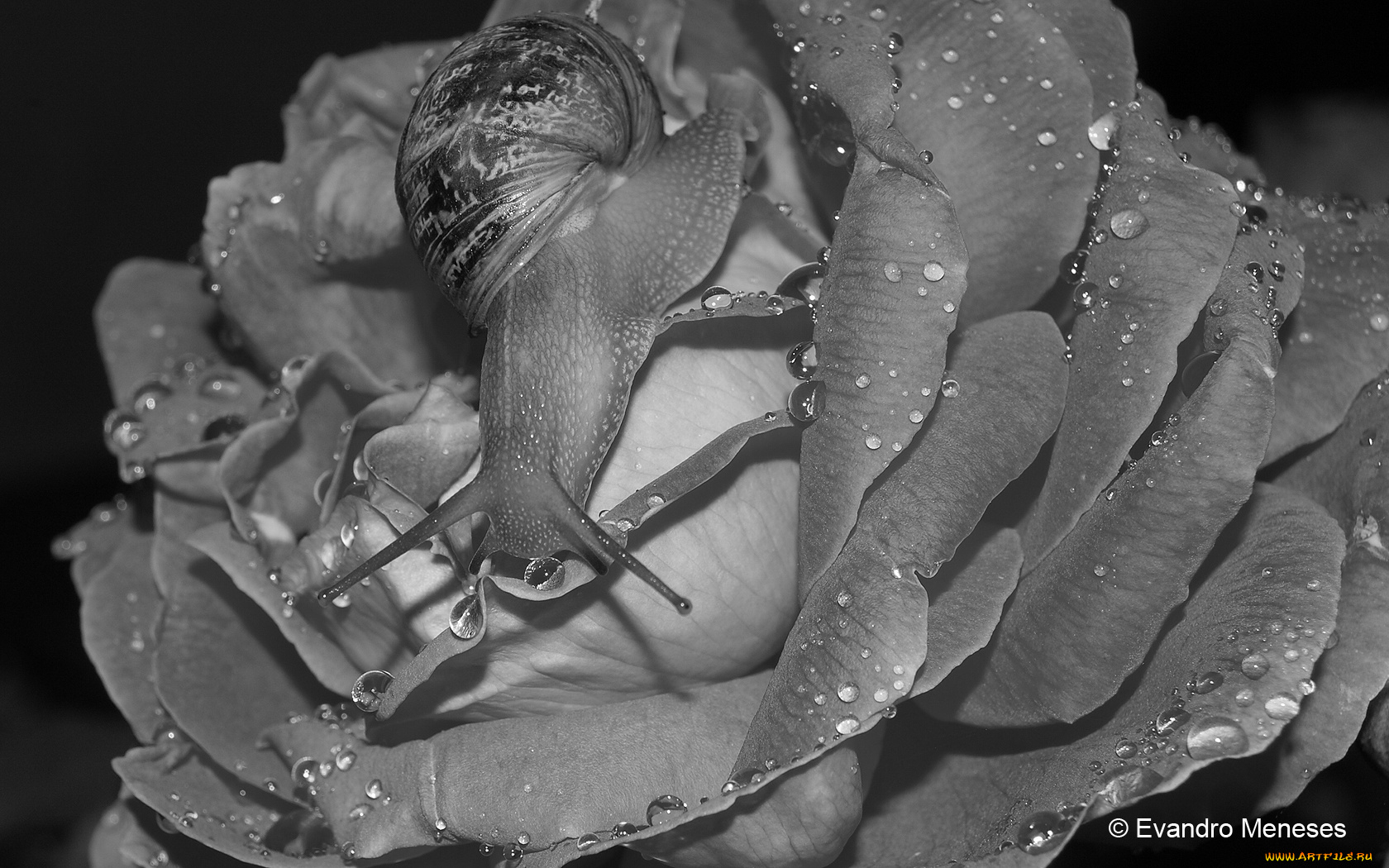 цветы, розы