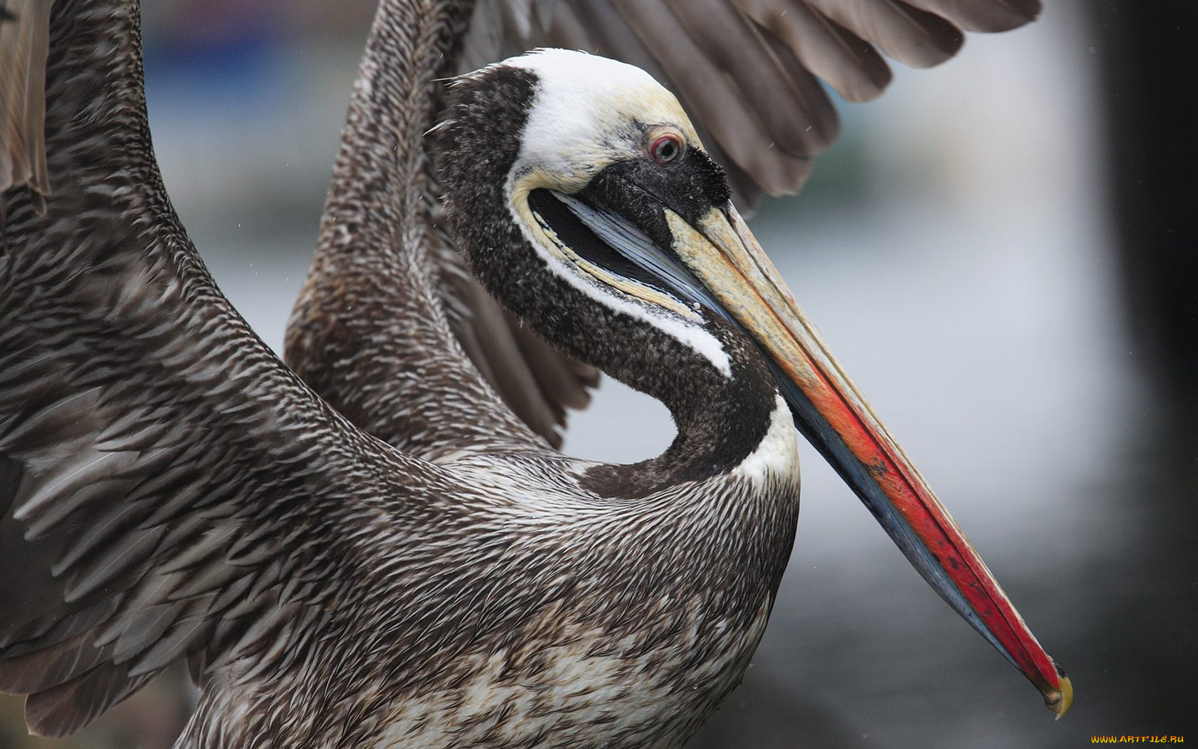 животные, пеликаны