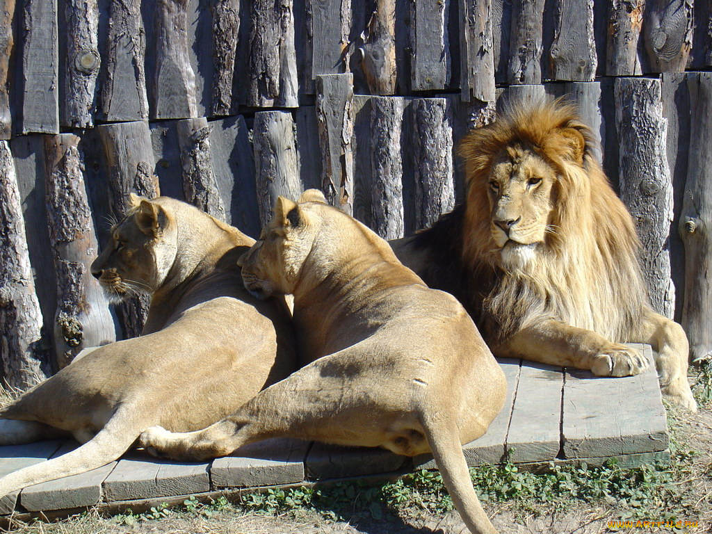 животные, львы