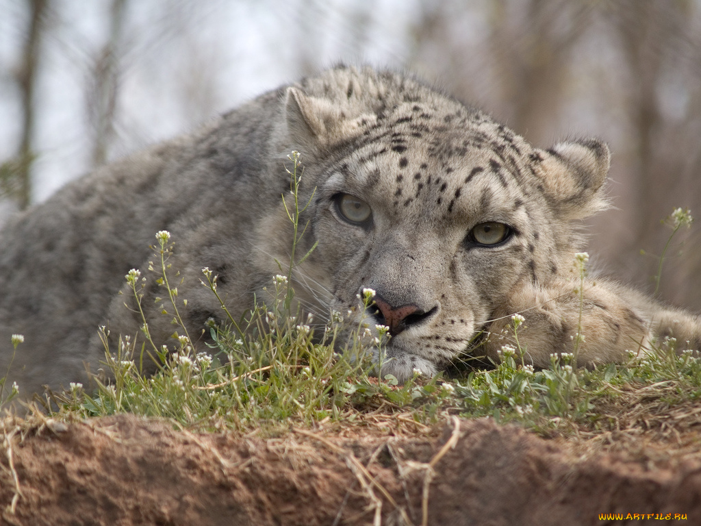 животные, снежный, барс, ирбис