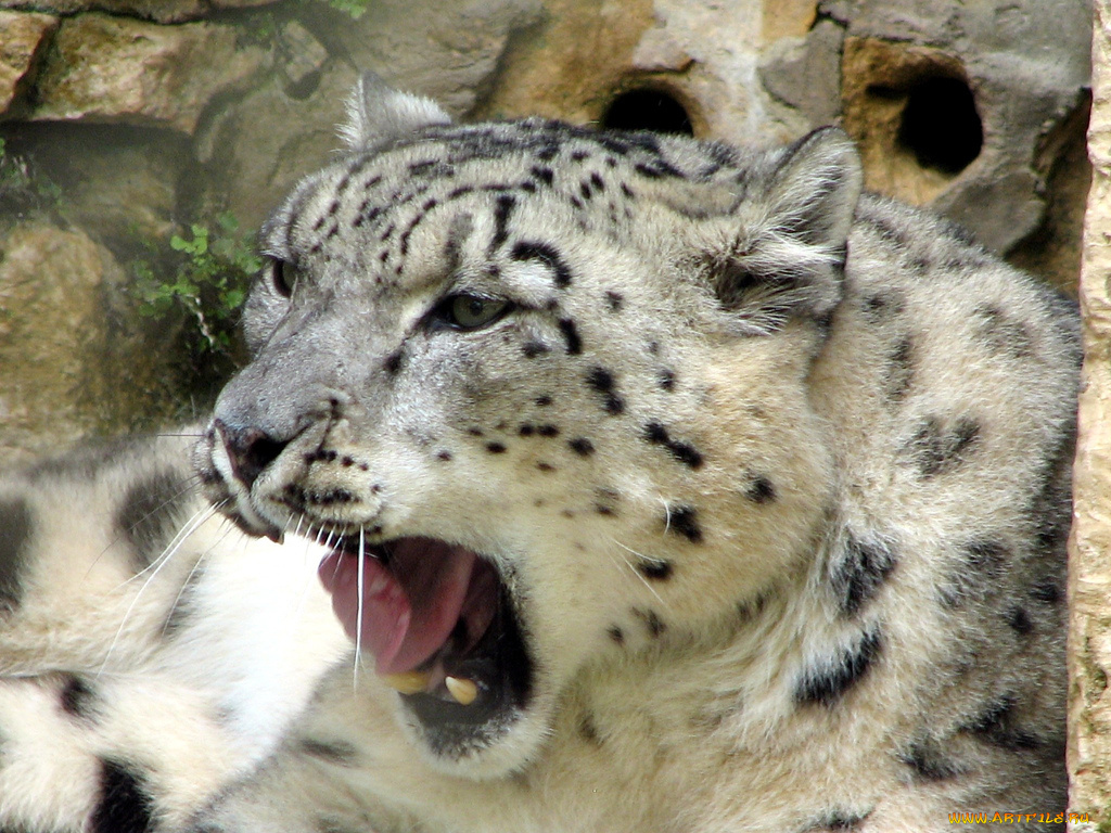 животные, снежный, барс, ирбис