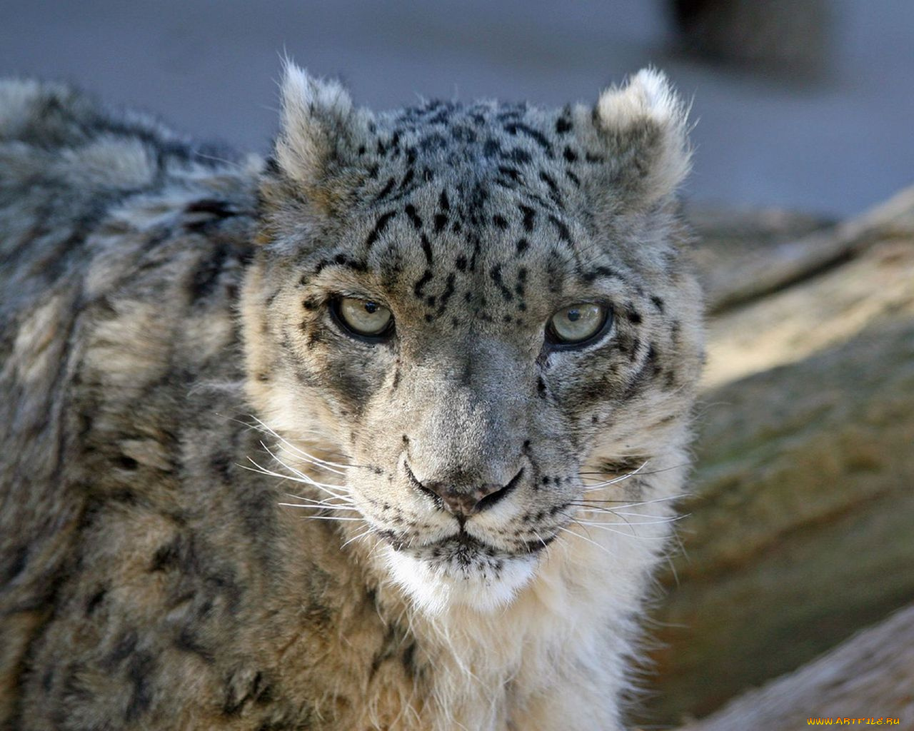 животные, снежный, барс, ирбис