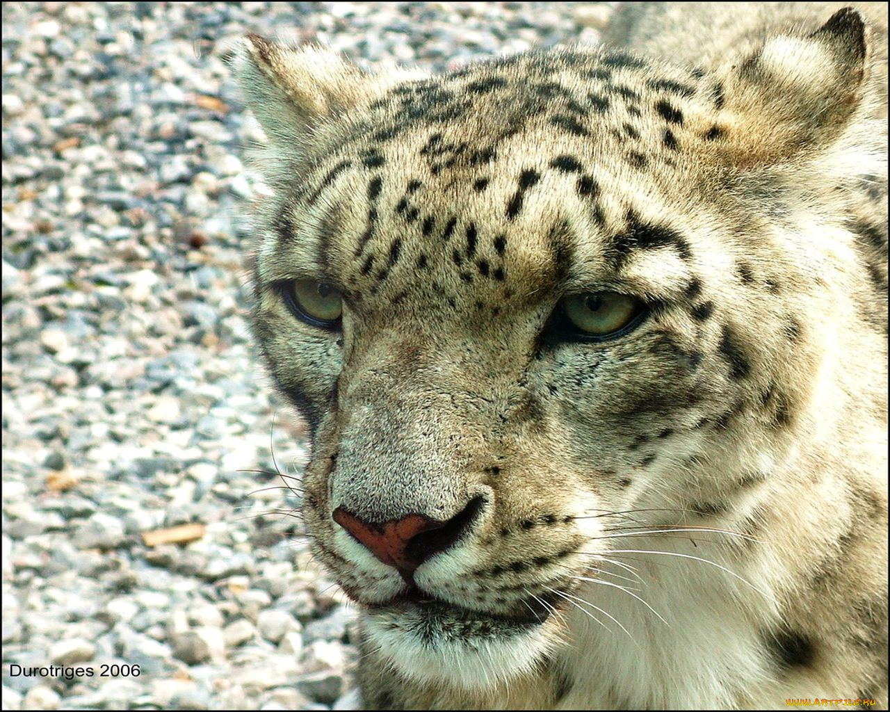 животные, снежный, барс, ирбис