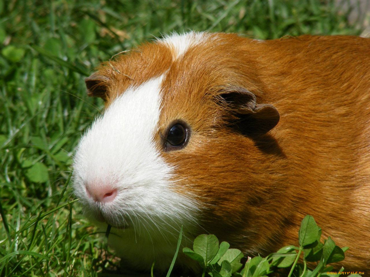 животные, морские, свинки, хомяки