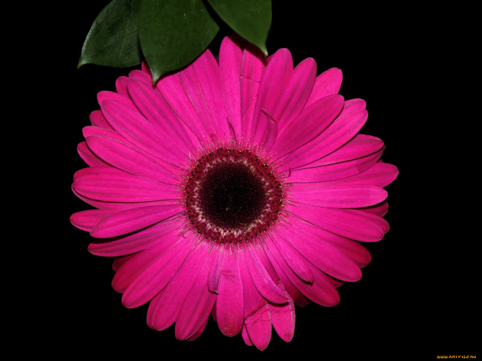 цветы, герберы