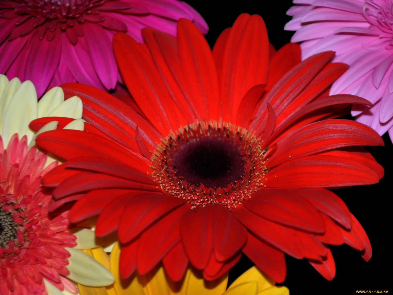 цветы, герберы