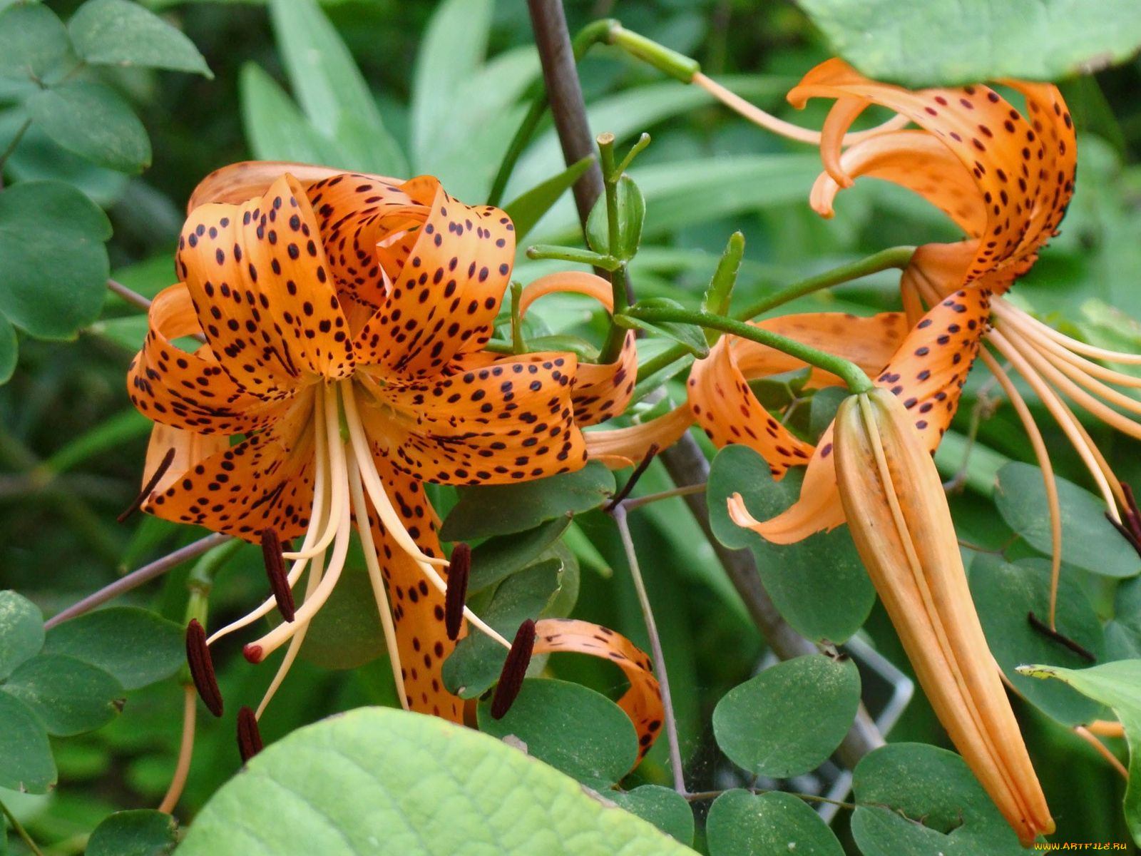 цветы, лилии, лилейники