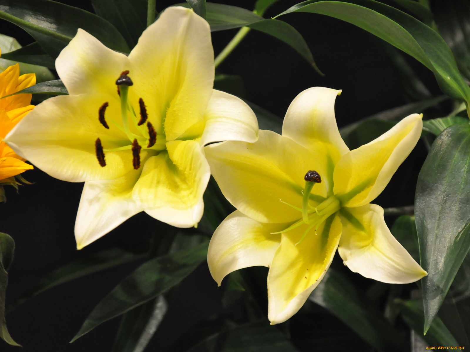 цветы, лилии, лилейники