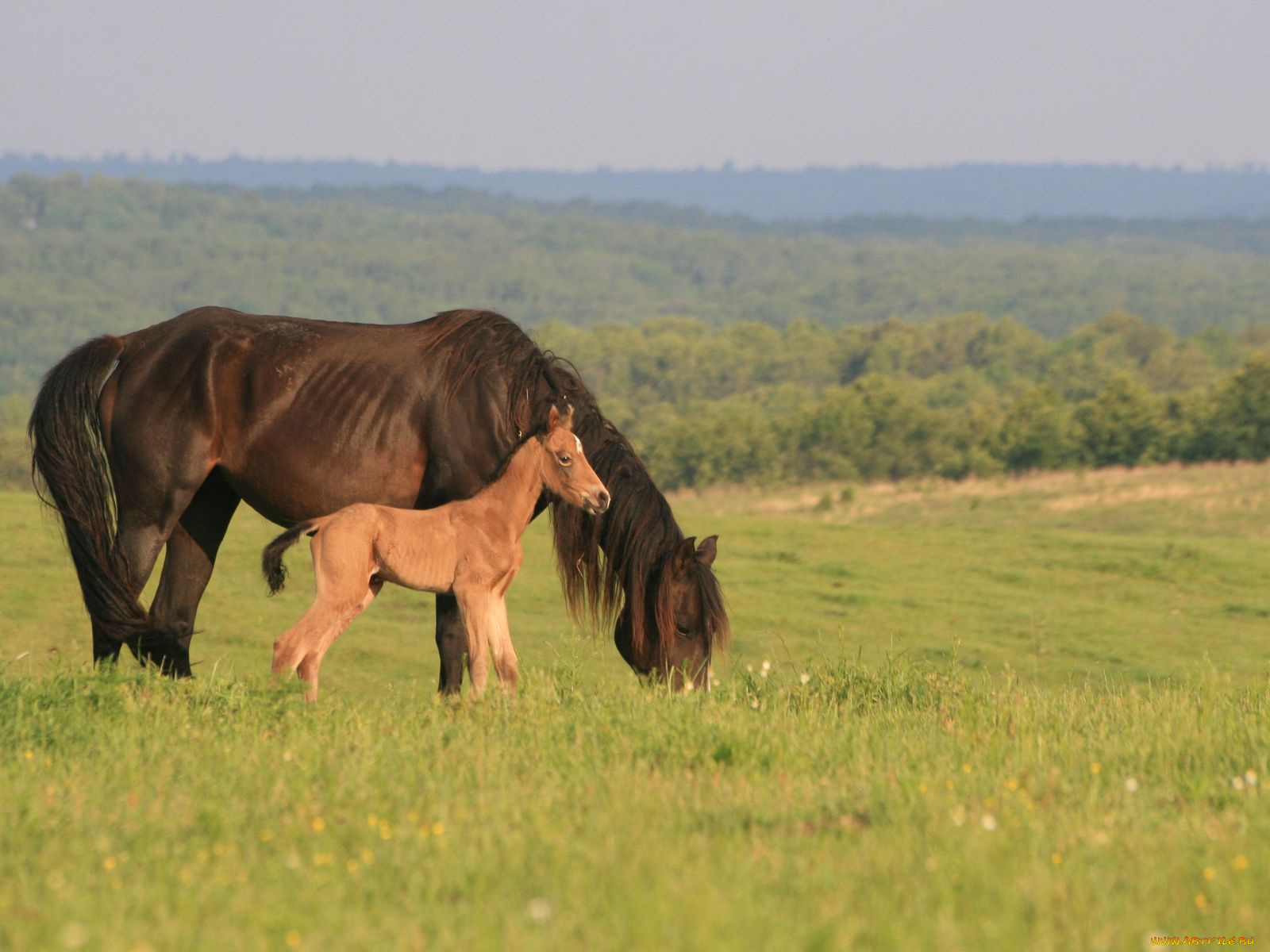животные, лошади