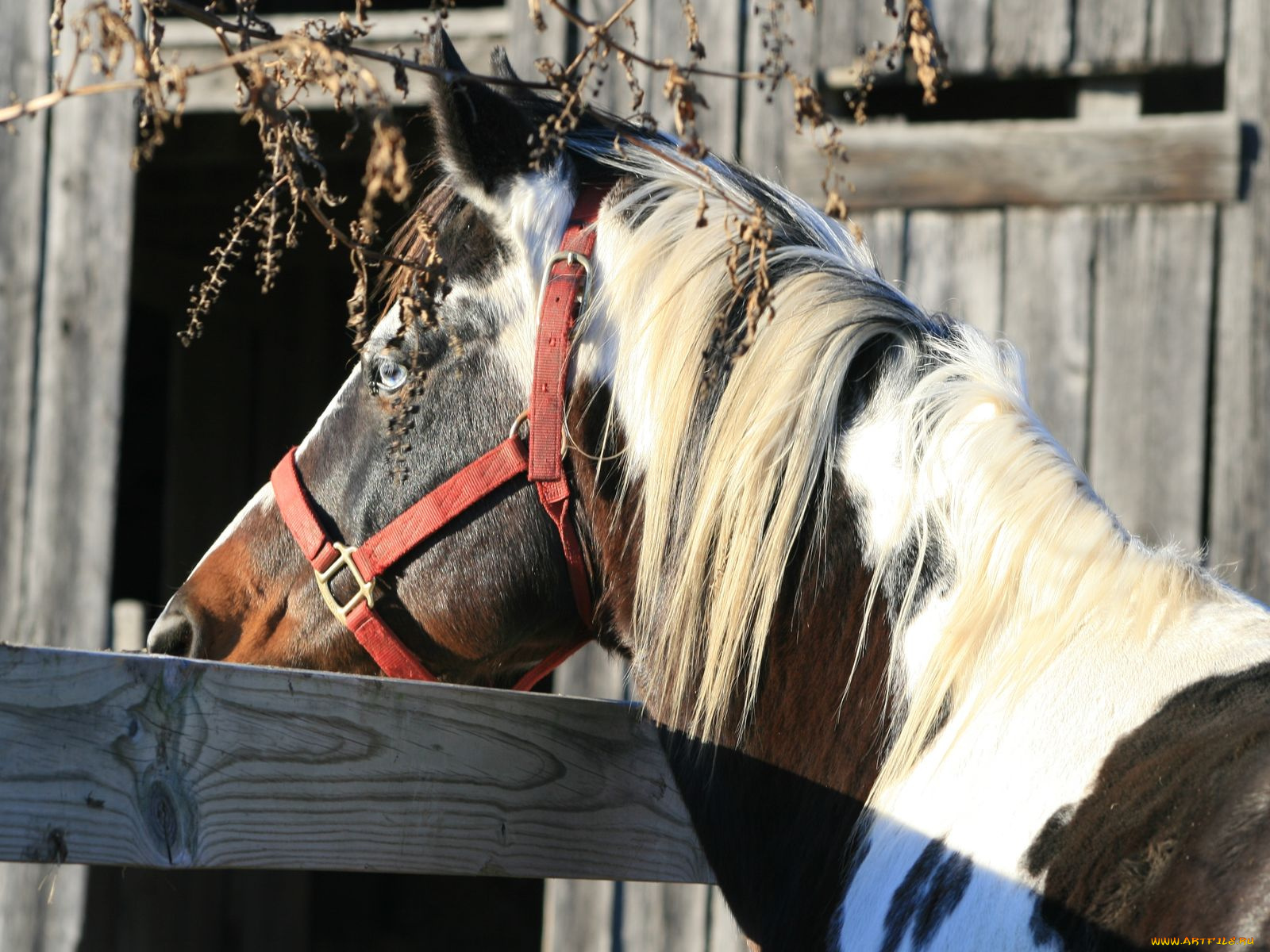 животные, лошади