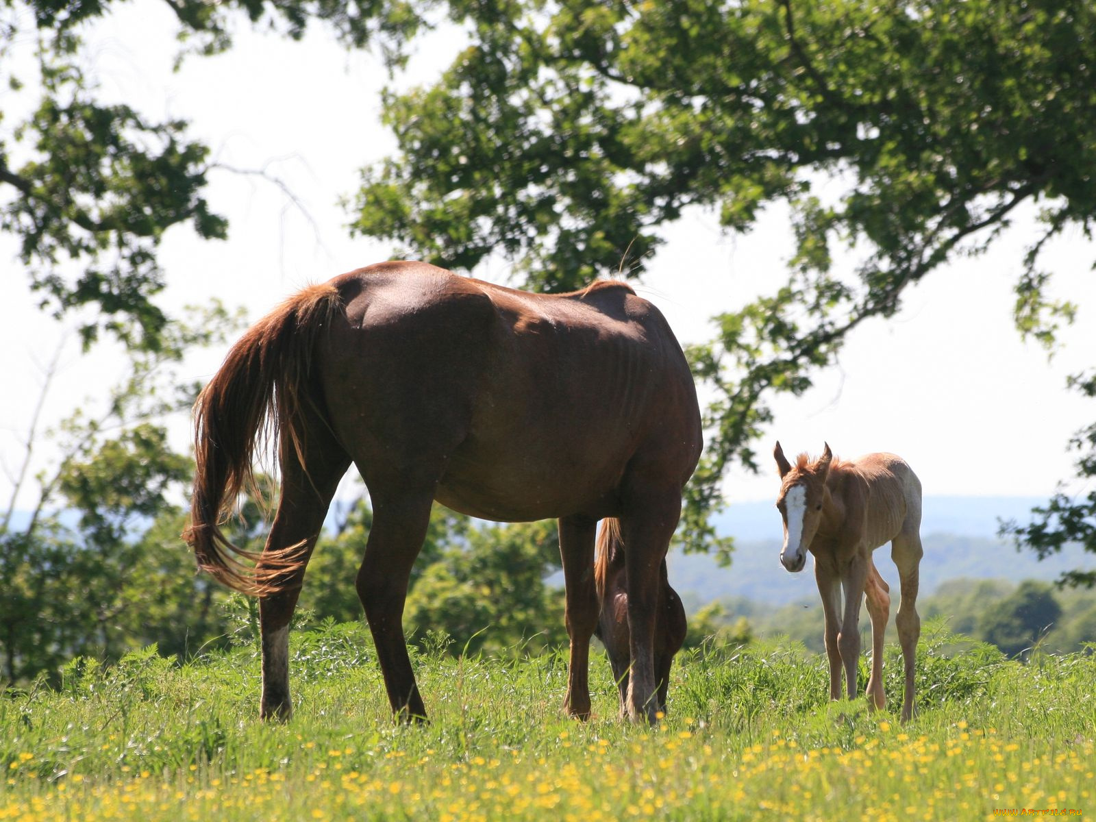 животные, лошади