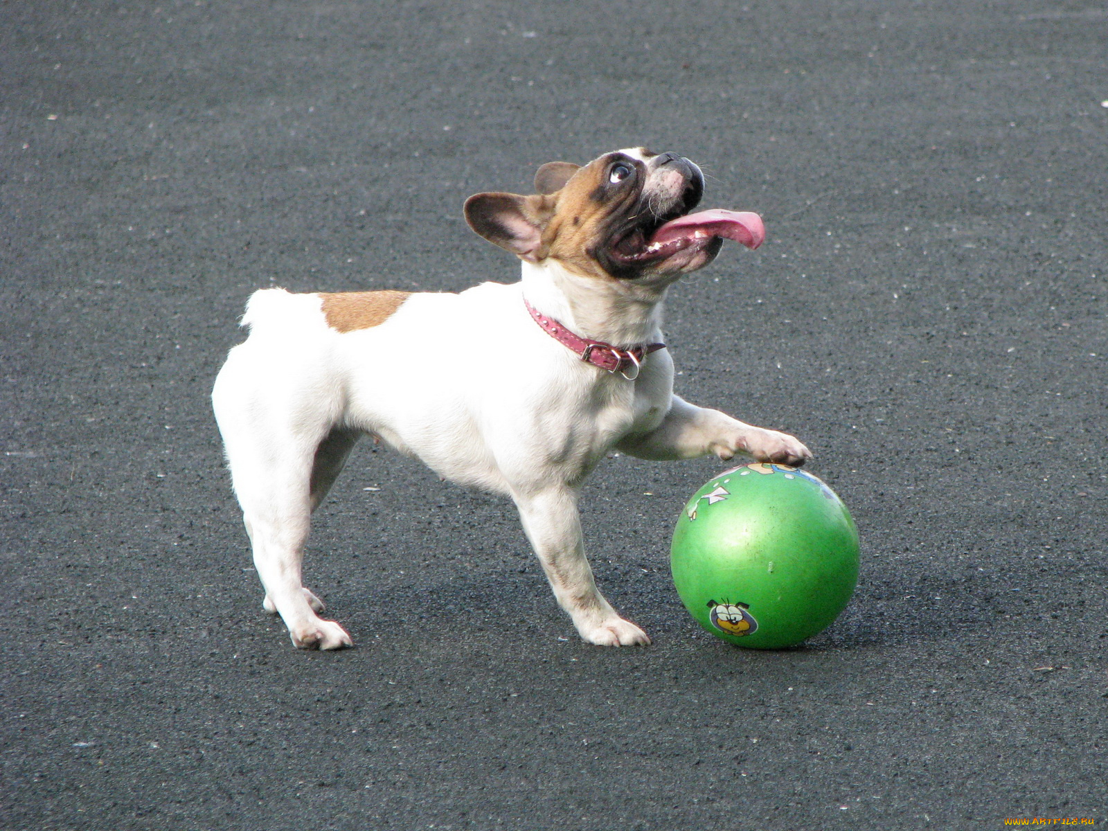 животные, собаки