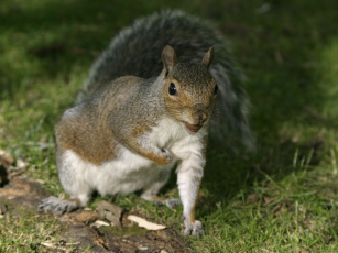 Картинка животные белки