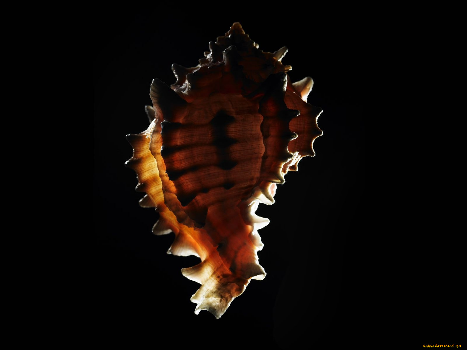 разное, ракушки, кораллы, декоративные, spa, камни