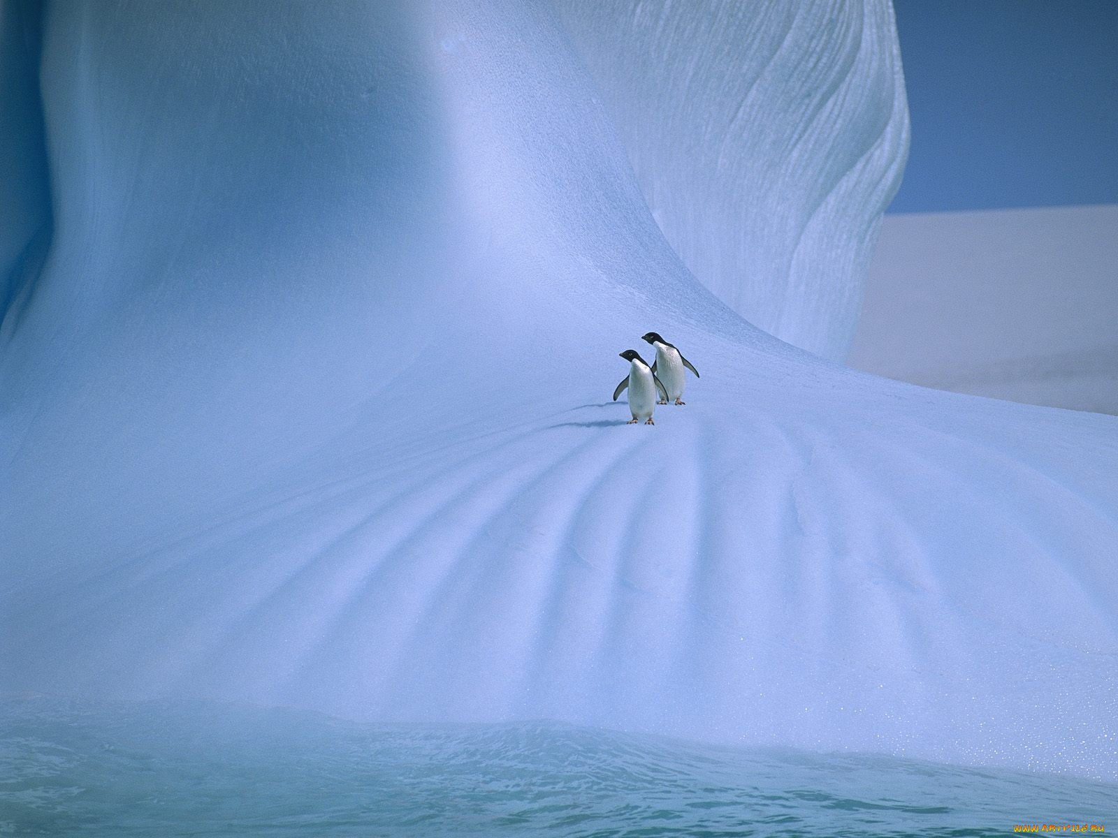 животные, пингвины