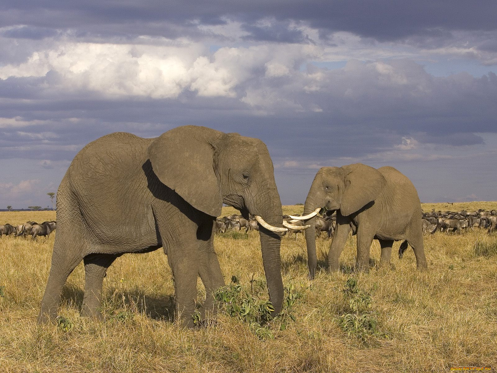 животные, слоны