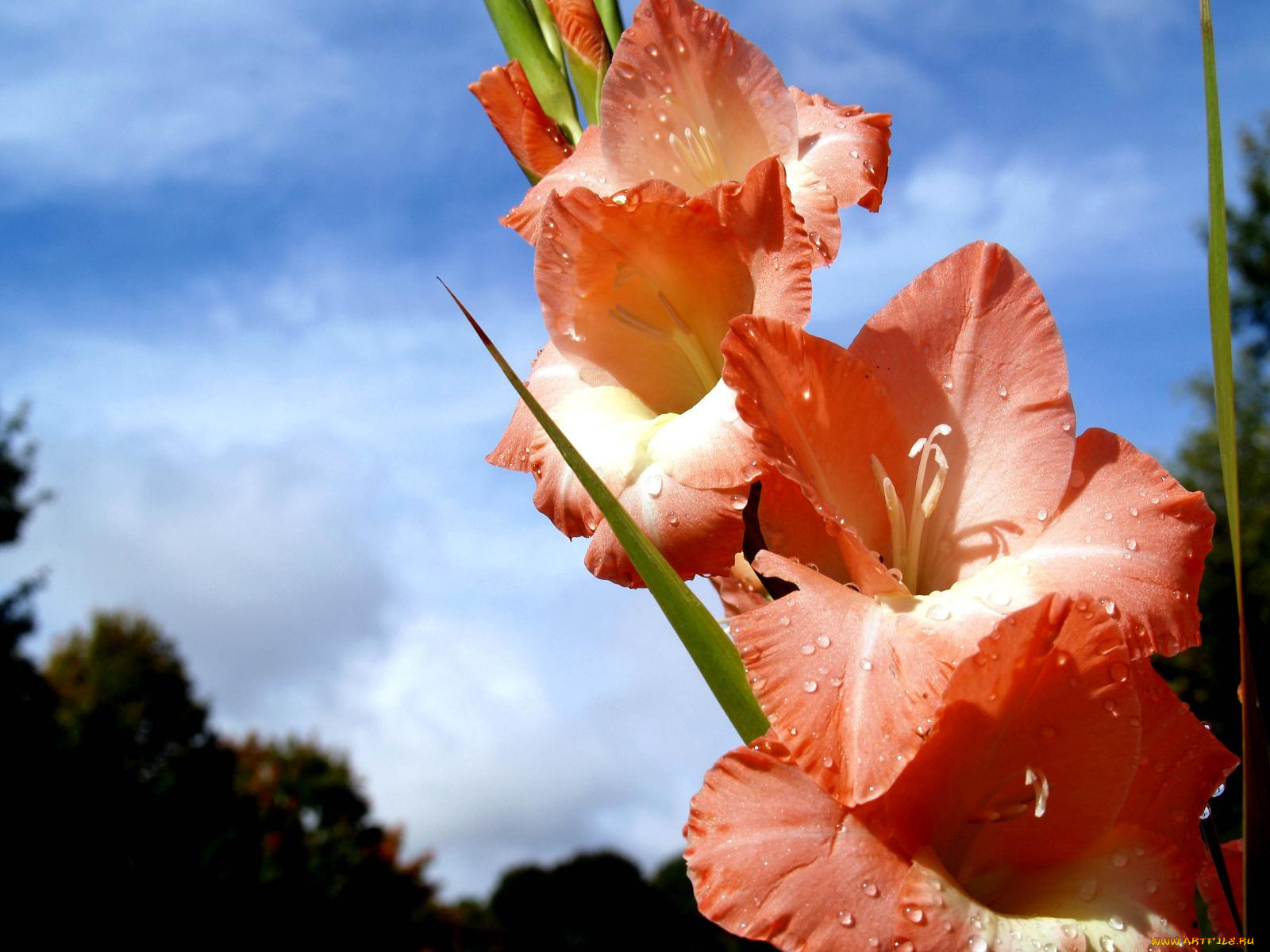 цветы, гладиолусы, лепестки