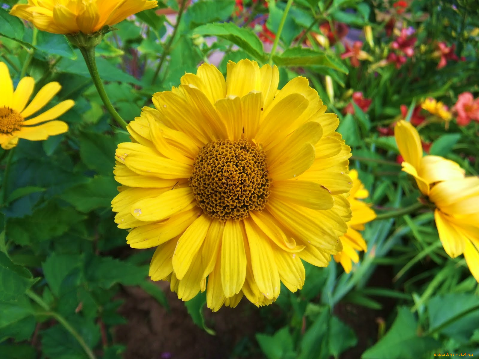 цветы, лепестки