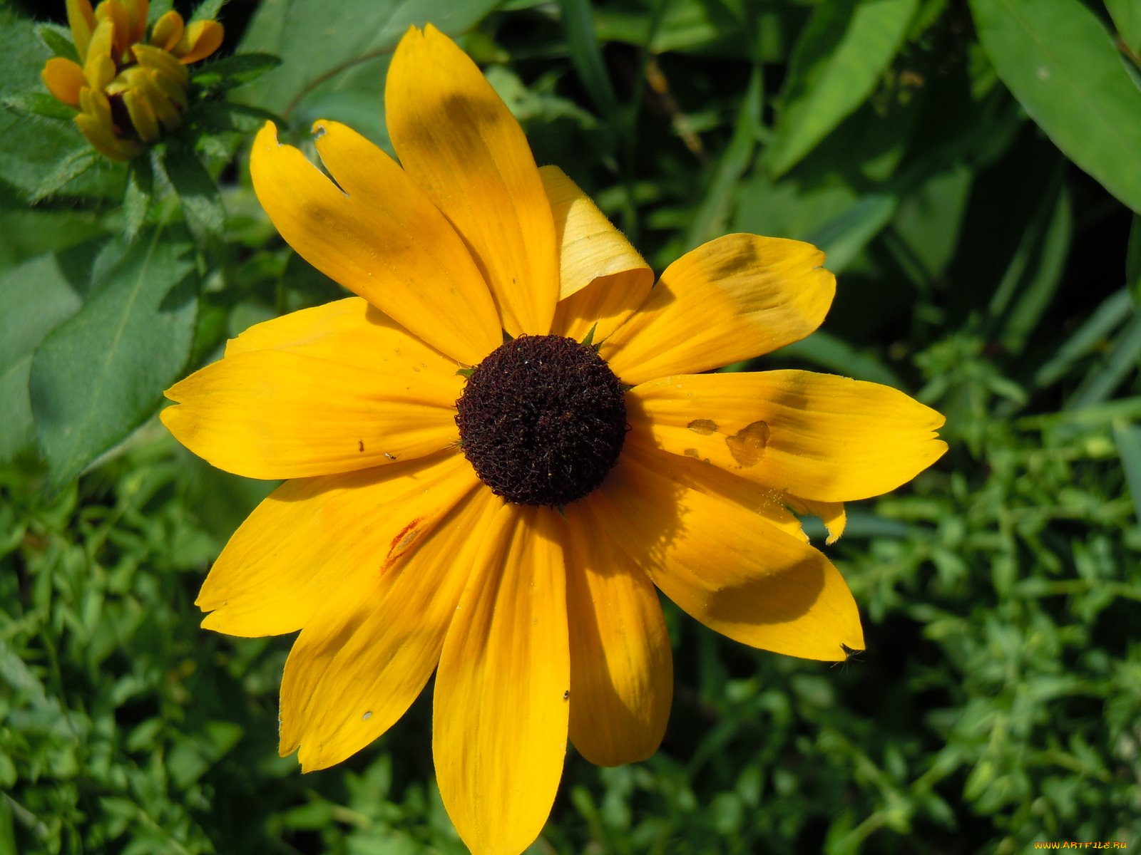 цветы, рудбекия, лепестки