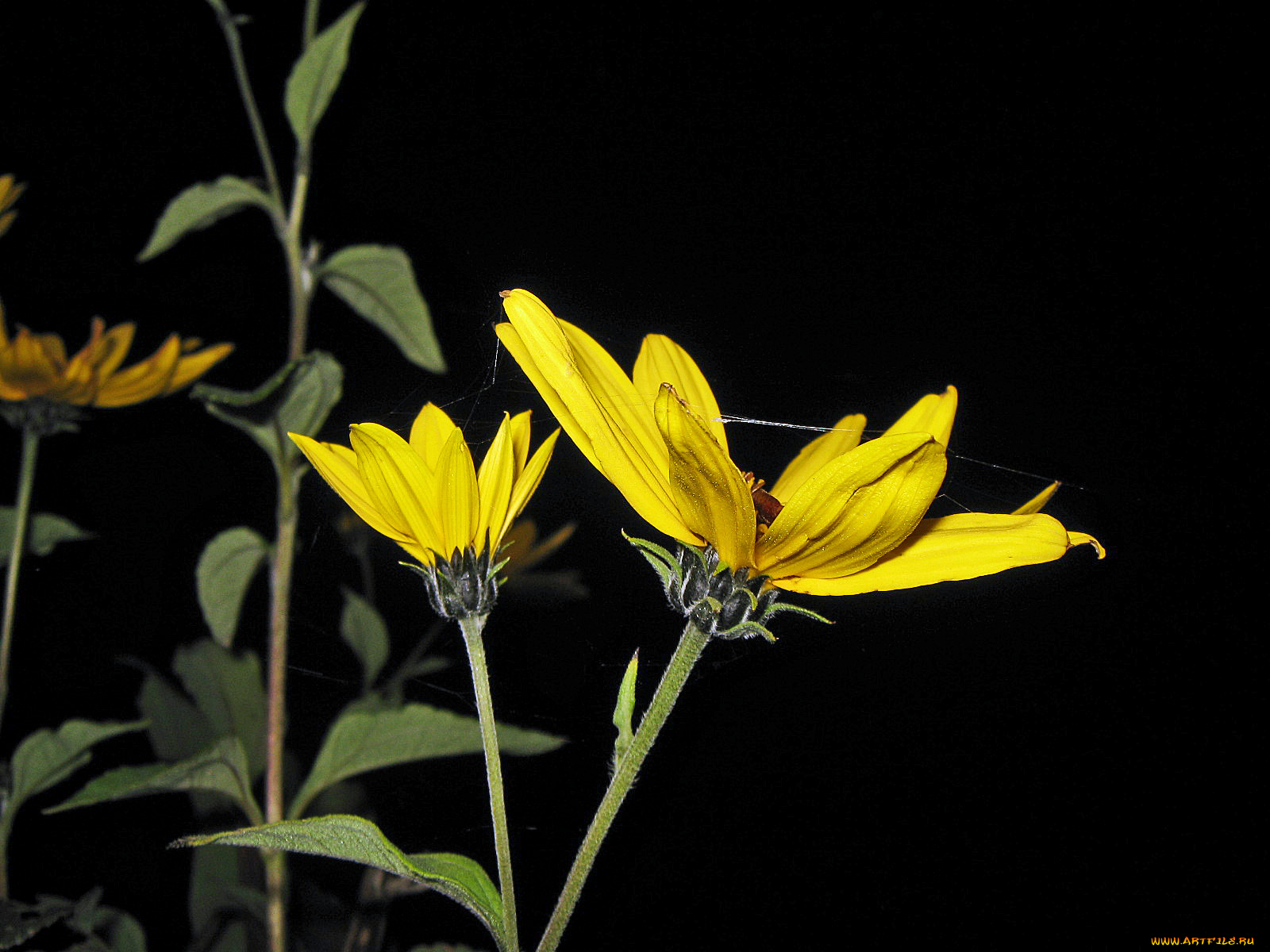 цветы, рудбекия, лепестки