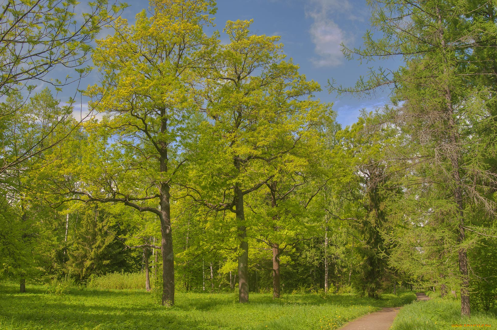 природа, лес, лето, тропинка