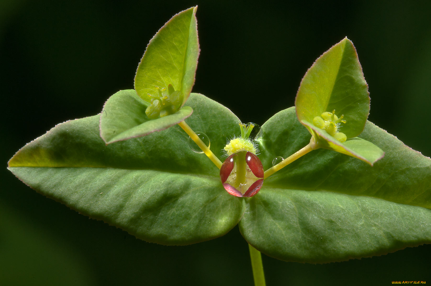 природа, листья, капли