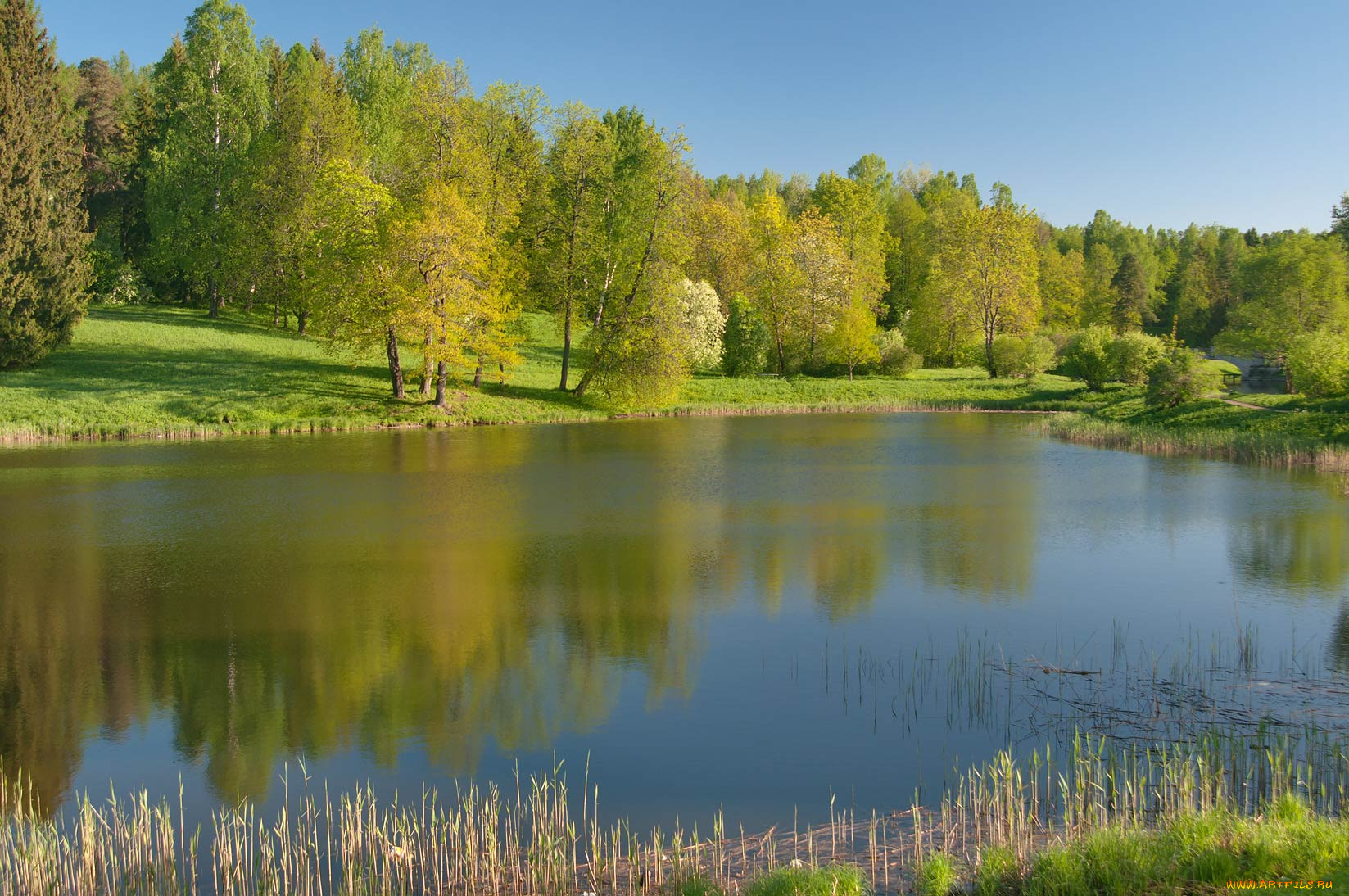 природа, реки, озера, лес, водоем