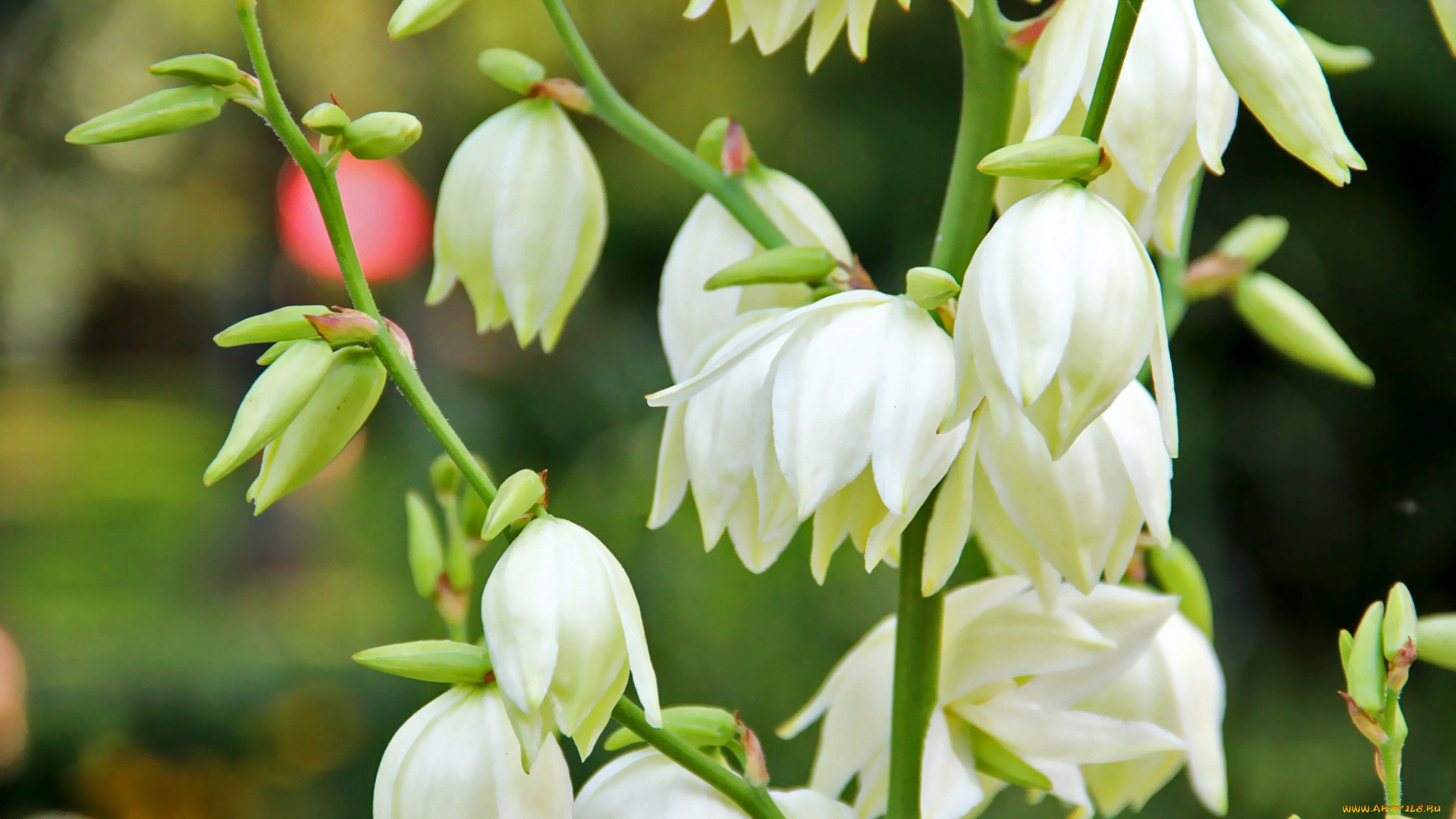 цветы, белый