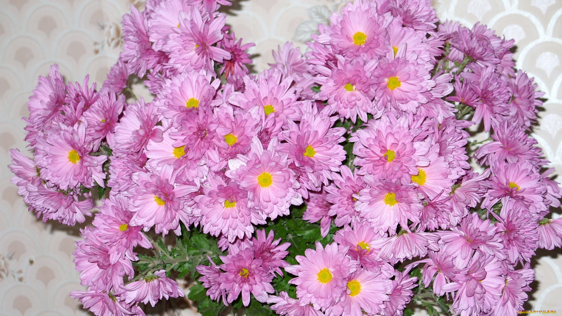 цветы, хризантемы