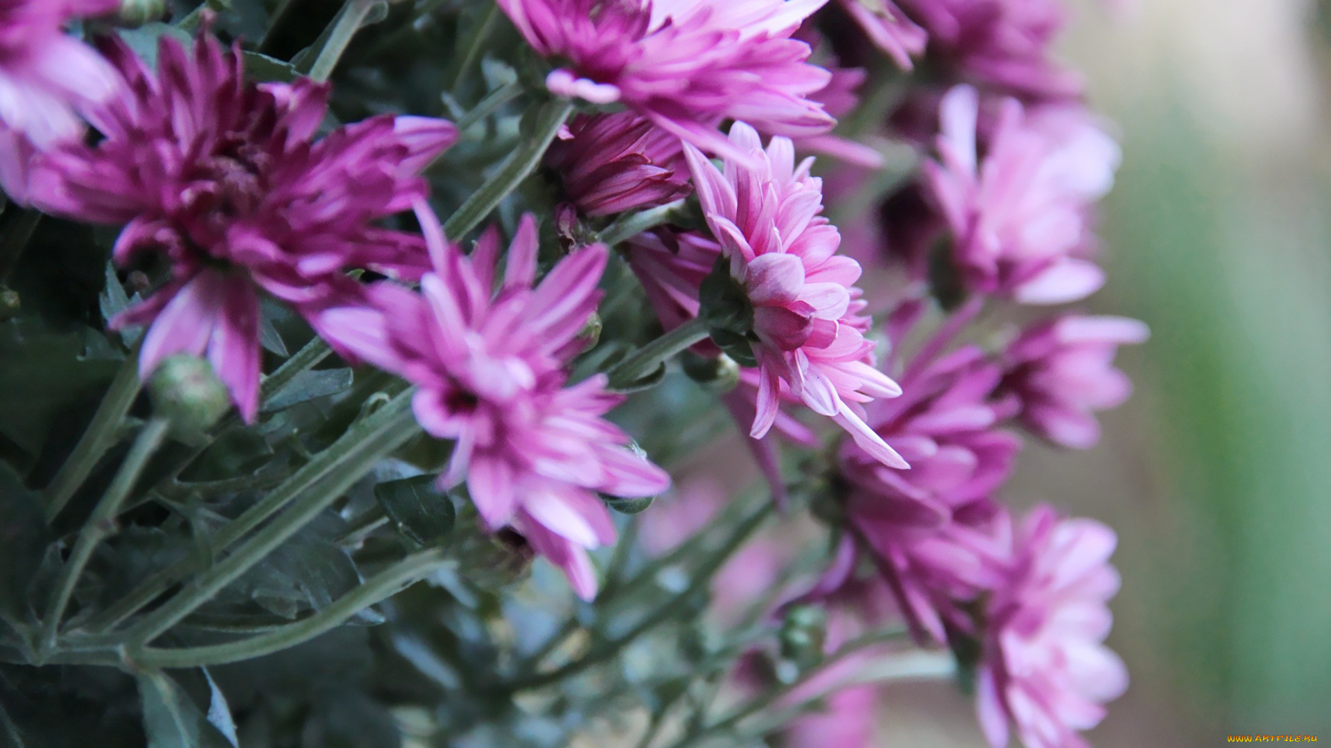 цветы, хризантемы, розовый