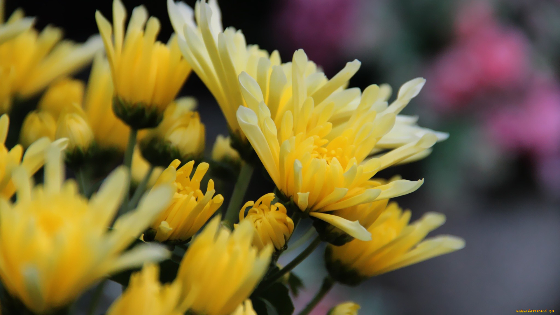 цветы, хризантемы, желтый
