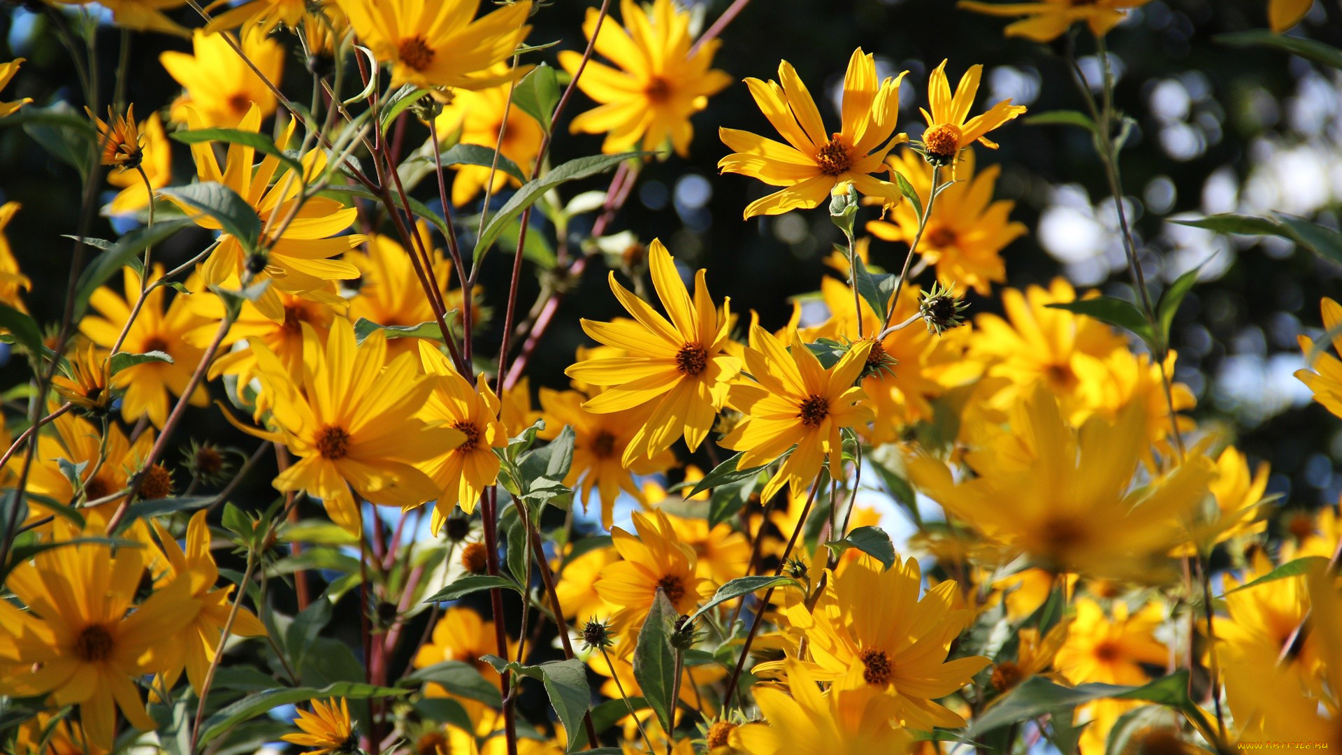 цветы, рудбекия, желтый