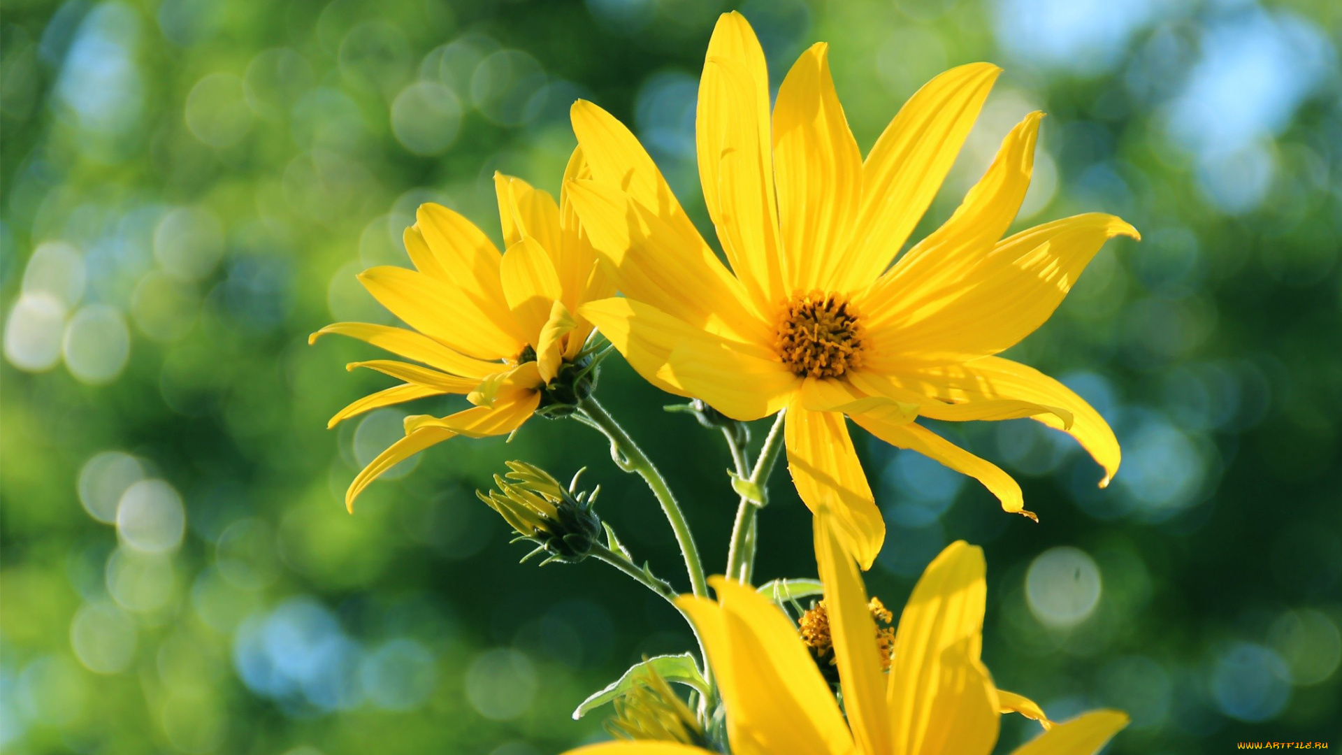 цветы, рудбекия, желтый