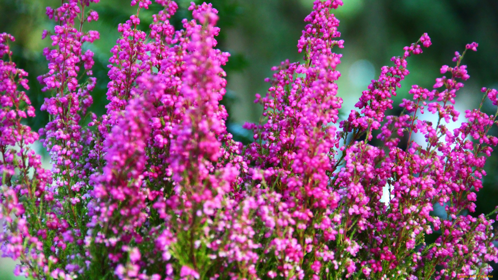 цветы, вереск, эрики, розовый